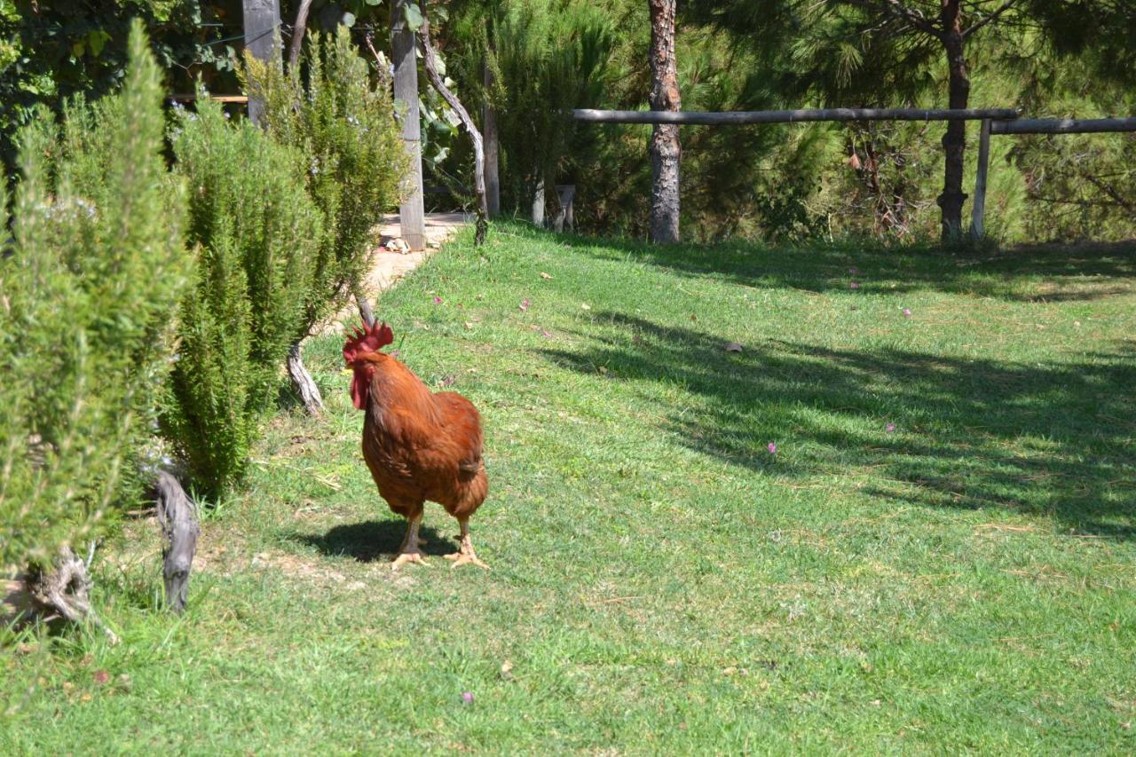 Casa De Campo Vale Do Asno Altura Kültér fotó